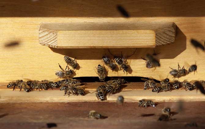 養(yǎng)蜂技術有哪些?掌握這10種養(yǎng)蜂技術,養(yǎng)蜂時方能做到得心應手! 養(yǎng)蜂