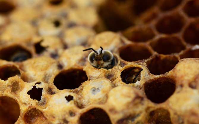 養(yǎng)蜂技術有哪些?掌握這10種養(yǎng)蜂技術,養(yǎng)蜂時方能做到得心應手! 養(yǎng)蜂