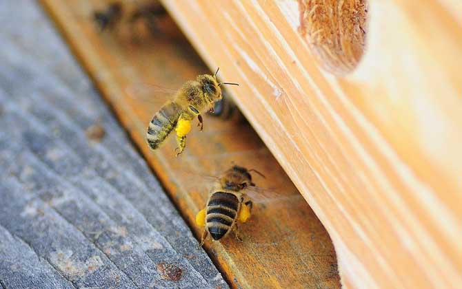 養蜂知識有哪些?掌握這些養蜂知識,蜜蜂養殖才能做到事半功倍! 養蜂
