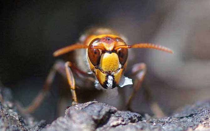 被虎頭蜂蟄了幾天能好?輕者3~5天能痊愈,嚴重時有生命危險! 虎頭蜂