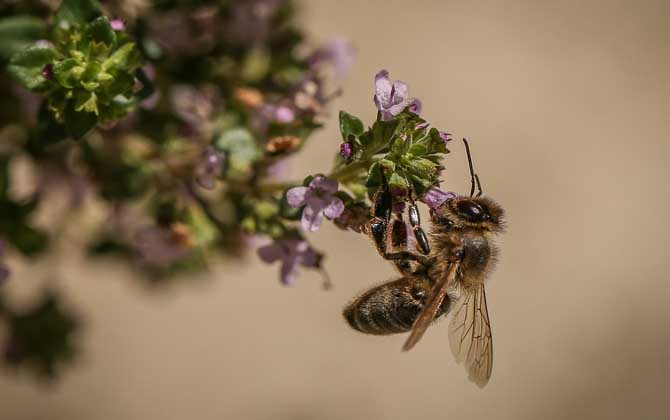 世界上十大最厲害的蜂,它們令人聞風喪膽,第一名已殺死上千人! 殺人蜂