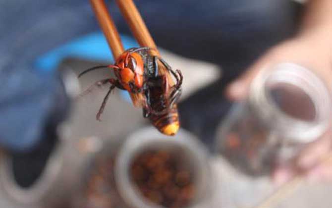 虎頭蜂酒真的能壯陽嗎?有一定的輔助效果,但飲用不當易中毒! 虎頭蜂酒