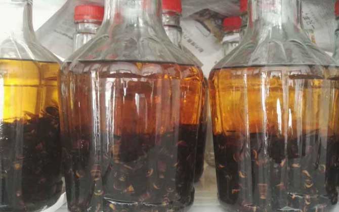 虎頭蜂酒多少錢一斤?一般都不便宜,最普通的都要40~50元一斤! 虎頭蜂酒