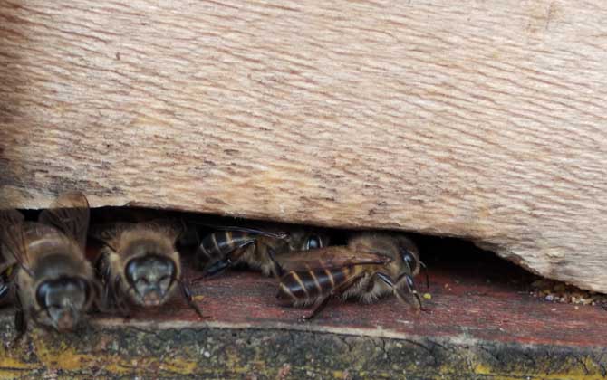 中蜂最好的品種是什么?沒有最好的品種,只有最合適的品種! 中蜂