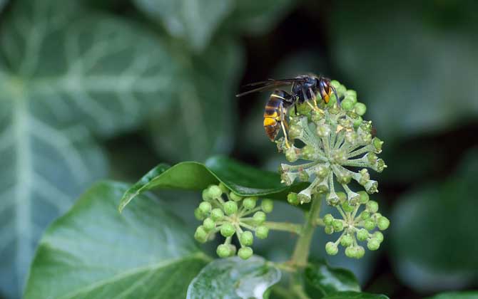 虎頭蜂做窩的風水怎么樣?與禍福無關,但周圍的環境應該不錯! 虎頭蜂