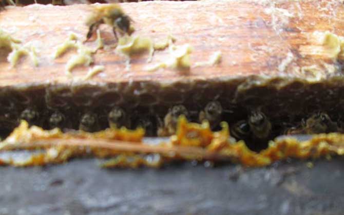 原始塊狀蜂膠的食用方法,不建議直接食用,容易重金屬中毒! 蜂膠