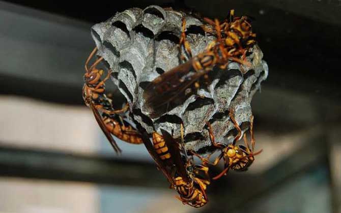 蜂房的藥用價值與功效主治,不但能攻毒殺蟲,還能祛風止痛! 蜂房