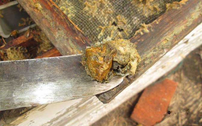 蜂膠傷肝是怎么回事?正確服用能保肝,食用不當(dāng)反而損傷肝臟! 蜂膠