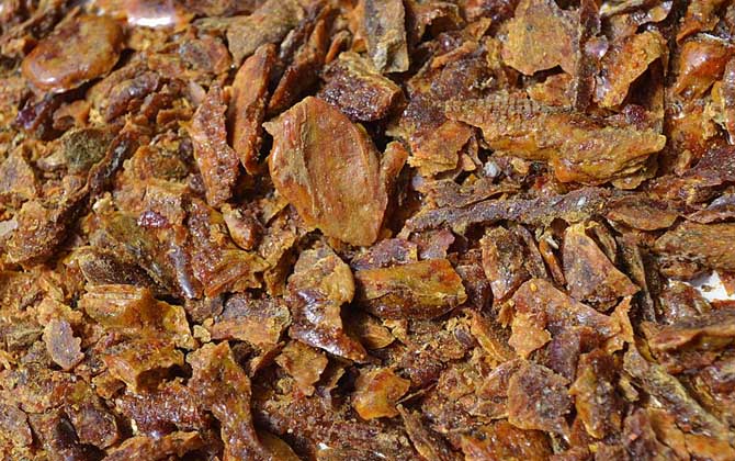 蜂膠傷肝是怎么回事?正確服用能保肝,食用不當(dāng)反而損傷肝臟! 蜂膠