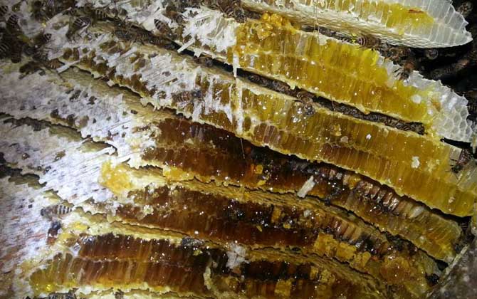 長期吃蜂巢的危害有哪些?容易發生過敏,還容易引起消化不良! 蜂巢