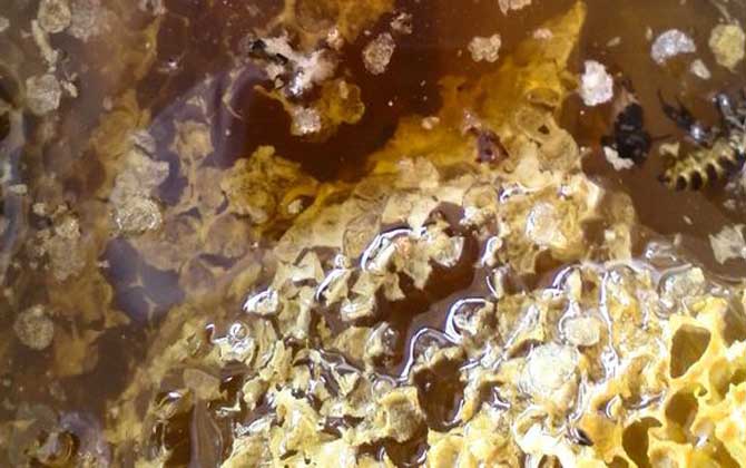 蜂巢熬水治好了鼻炎真的嗎?有一定的效果,但根治尚無依據! 蜂巢