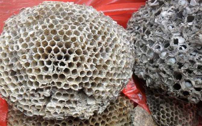 蜂房外用壯陽(yáng)是真的?有一定的輔助效果,但亂用容易發(fā)生過(guò)敏! 蜂房