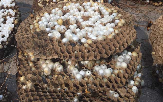 女人吃蜂蛹的功效與作用,不但能增強體質,而且還能美容養(yǎng)顏! 蜂蛹