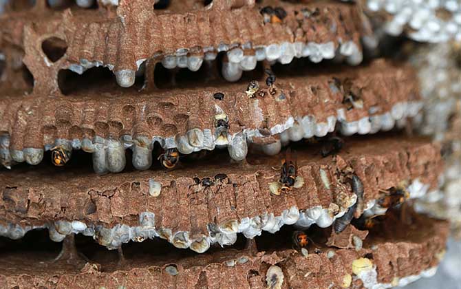 女人吃蜂蛹的功效與作用,不但能增強體質,而且還能美容養(yǎng)顏! 蜂蛹