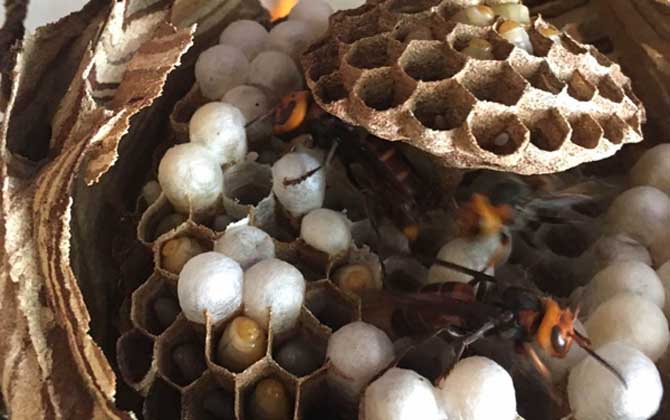 女人吃蜂蛹的功效與作用,不但能增強體質,而且還能美容養(yǎng)顏! 蜂蛹