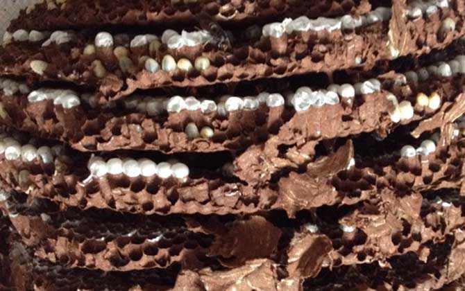 蜂蛹適合什么人群吃?這5類人群經常吃蜂蛹對健康大有好處! 蜂蛹