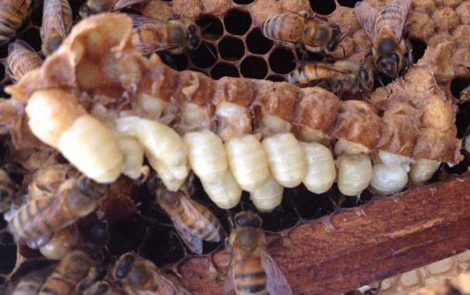 雄蜂蛹哪里有賣的?比較少見,少數大型養蜂場會培育雄蜂蛹! 雄蜂蛹
