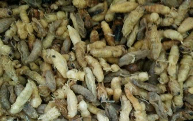 蜂蛹一次吃幾個最好?沒有具體的個數,但絕對不能過量食用! 蜂蛹