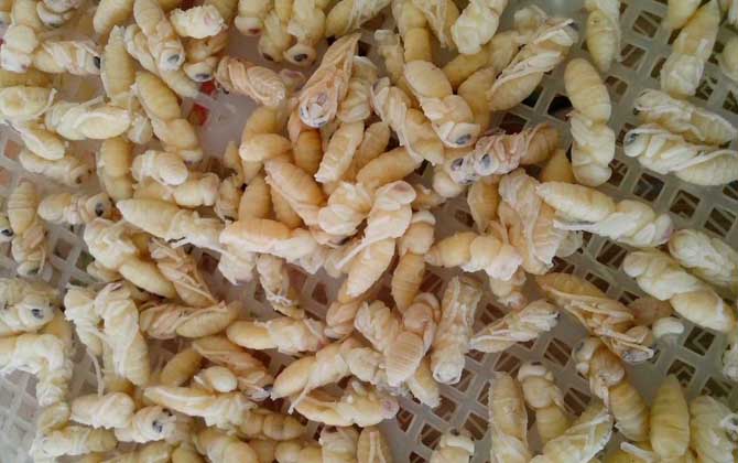 蜂蛹吃了有什么好處?不但能增強(qiáng)體質(zhì),還有美容養(yǎng)顏的效果! 蜂蛹
