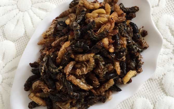 蜂蛹吃了有什么好處?不但能增強(qiáng)體質(zhì),還有美容養(yǎng)顏的效果! 蜂蛹