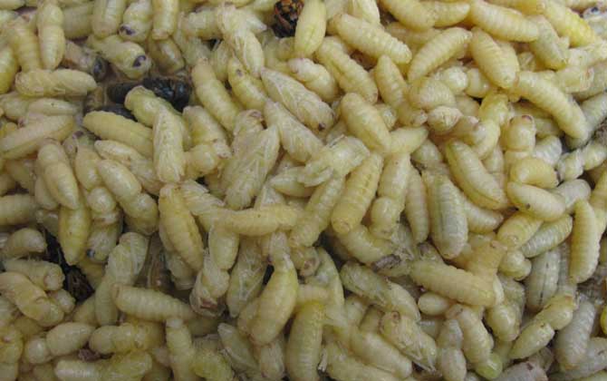 蜂蛹不能和什么一起吃?不存在食物相克,但要避免發生過敏! 蜂蛹