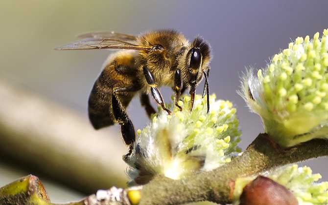 蜂毒幾天從人體就排完了?一般3~4天,代謝器官主要是腎臟! 蜂毒
