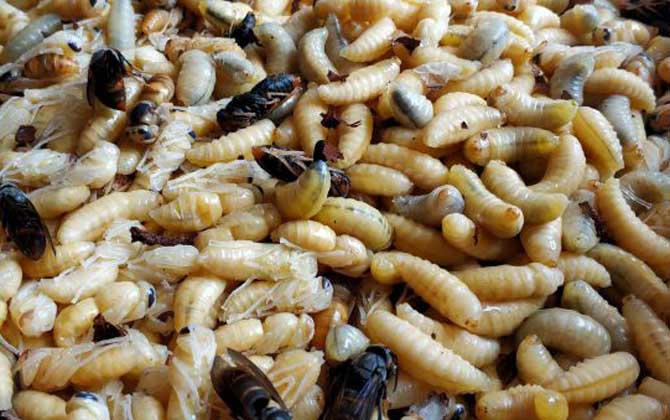 蜂蛹不適合什么人吃?一般人均可食用,但這4類人群不建議吃! 蜂蛹