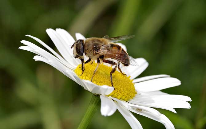 蜜蜂的生長和發育過程 蜜蜂