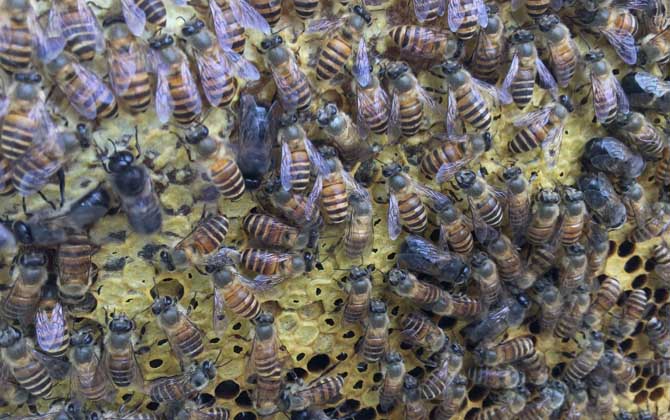 養中蜂還是養意蜂好? 中蜂