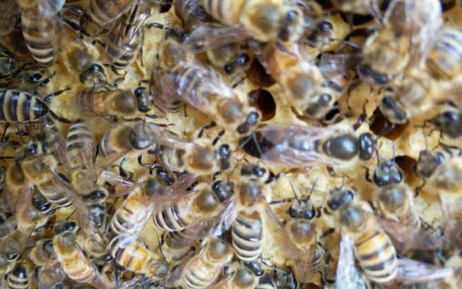養中蜂還是養意蜂好? 中蜂