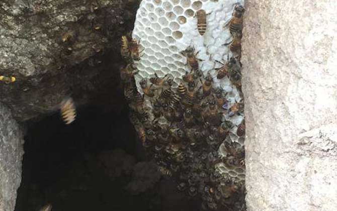 野生蜜蜂在哪里筑巢? 野生蜜蜂