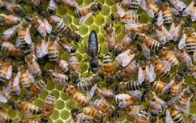 蜂王有哪些特點(diǎn)和作用? 蜂王