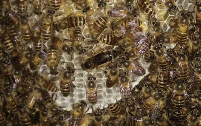 蜜蜂自然分蜂會往哪飛? 自然分蜂