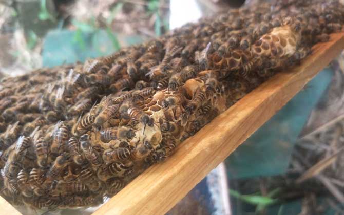 蜜蜂什么時候自然分蜂? 自然分蜂