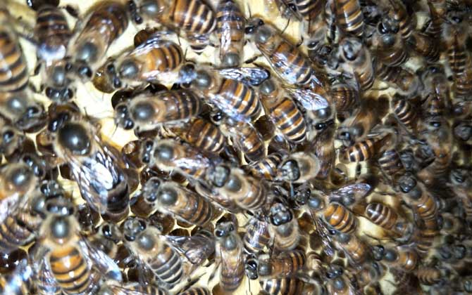 怎樣招蜜蜂方法最快 怎樣招蜜蜂