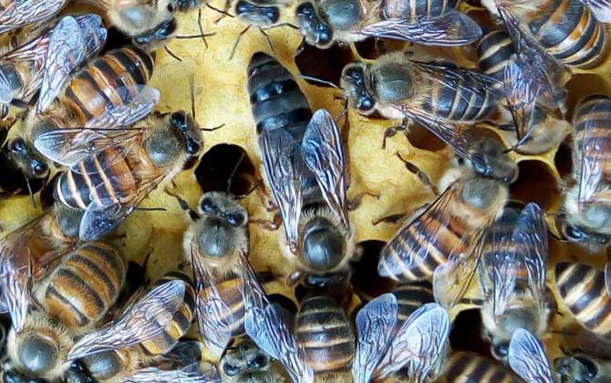 怎樣人工培育蜂王? 人工育王