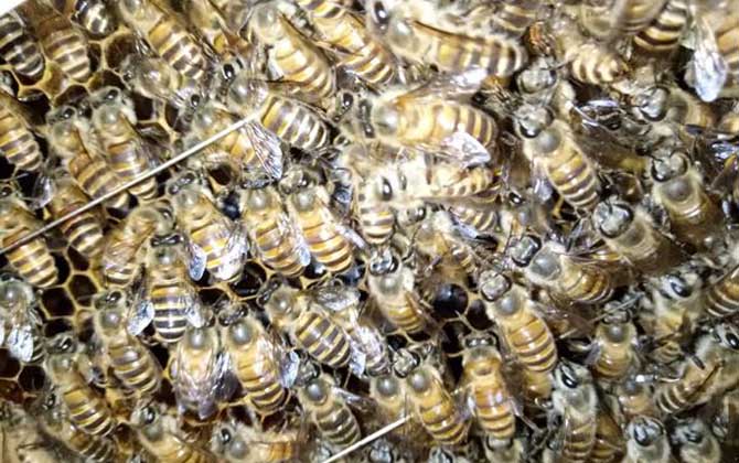 怎樣用自然王臺人工分蜂? 人工分蜂