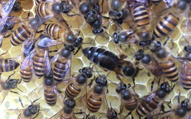 蜂王為什么不產(chǎn)卵? 蜂王