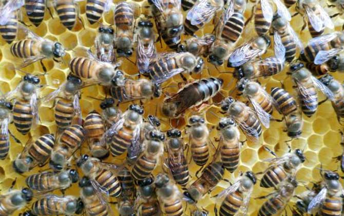 蜂王為什么不產(chǎn)卵? 蜂王