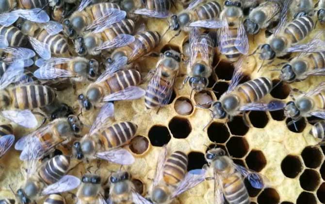 蜂王為什么不產(chǎn)卵? 蜂王