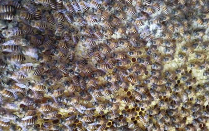 盜蜂是怎么形成的? 盜蜂