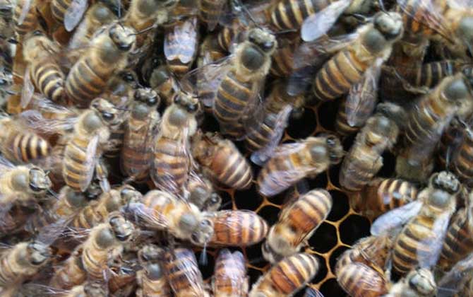 工蜂產卵的處理方法 工蜂產卵