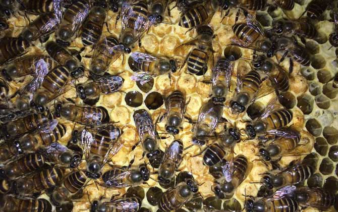 工蜂為什么會產卵? 工蜂產卵