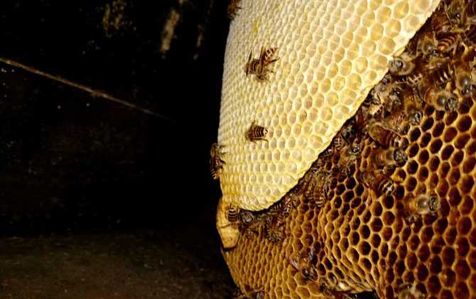夏季養蜂如何防暑降溫? 夏季養蜂