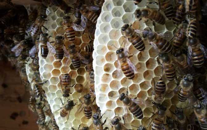 夏季養蜂如何防暑降溫? 夏季養蜂