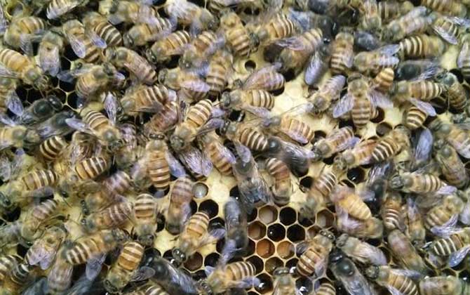 蜜蜂為什么會圍王? 蜜蜂圍王