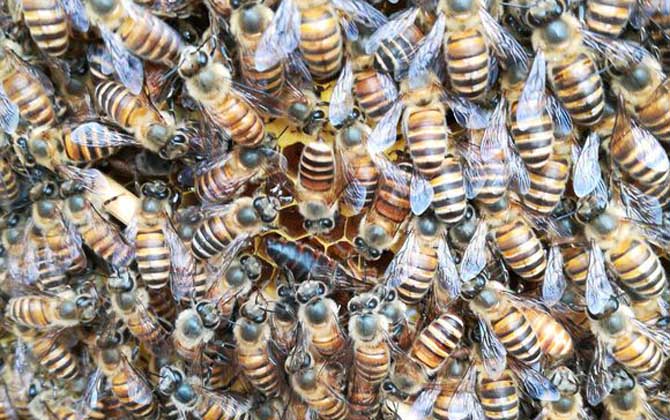 蜜蜂什么時(shí)候開始春繁? 蜜蜂春繁