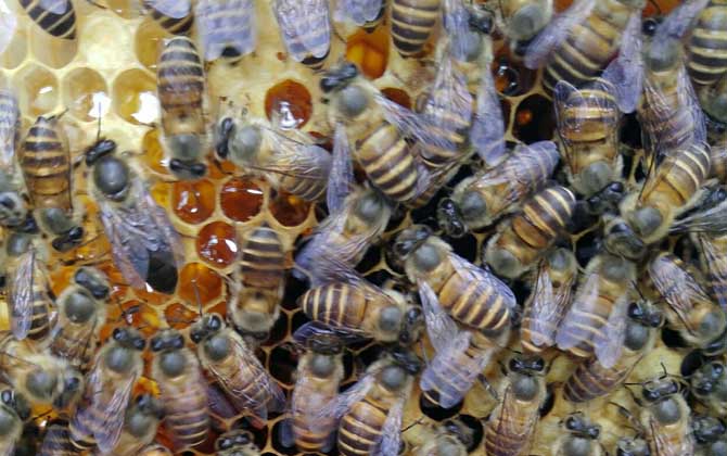 蜜蜂什么時(shí)候開始春繁? 蜜蜂春繁