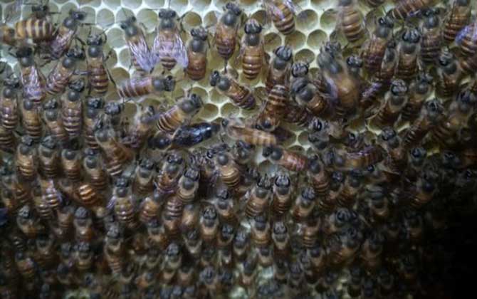 蜜蜂春季養(yǎng)殖管理技術(shù) 蜜蜂春季養(yǎng)殖