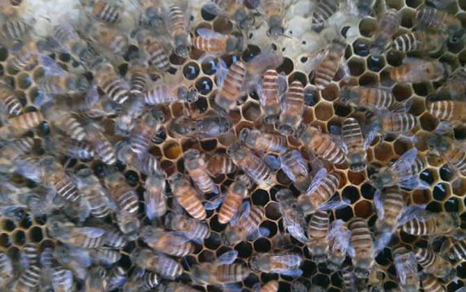 蜜蜂春季養(yǎng)殖管理技術(shù) 蜜蜂春季養(yǎng)殖